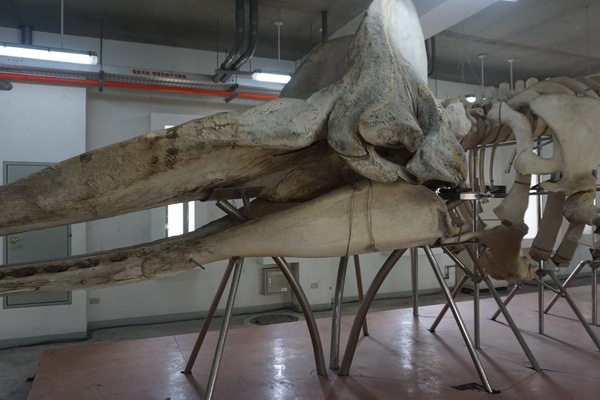 鯨魚骨標本