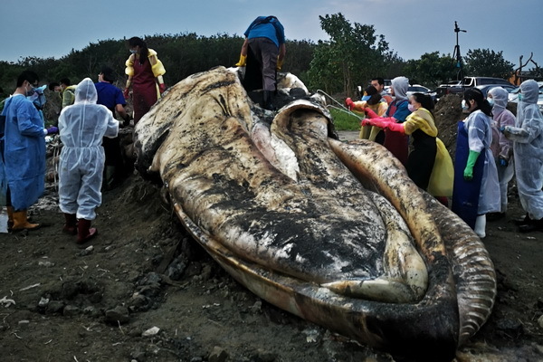 Taiwan's First Blue Whale