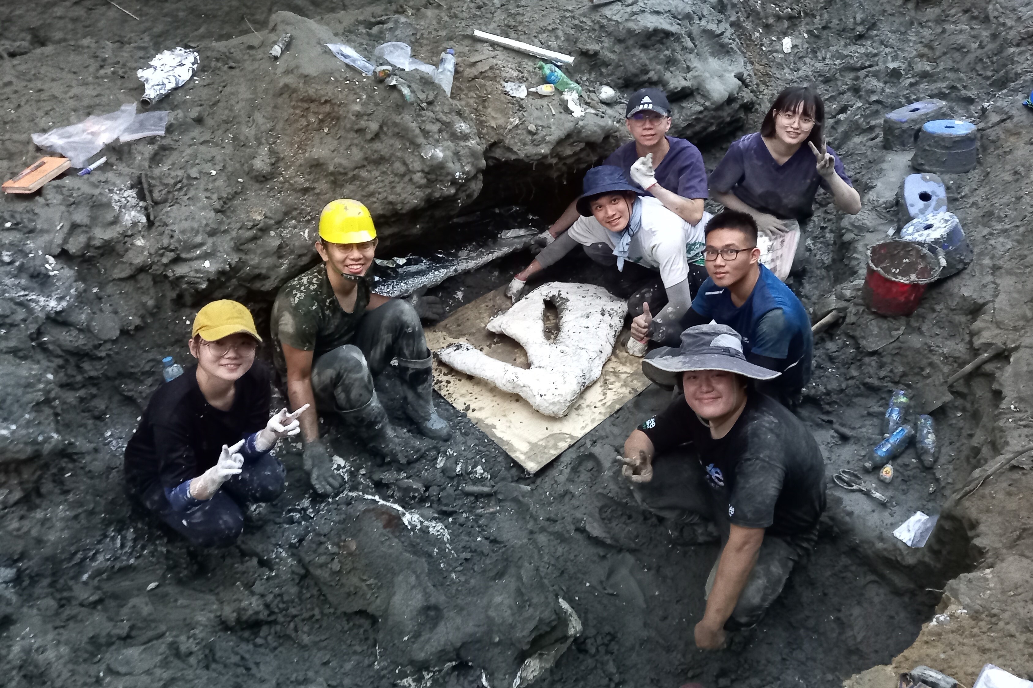 鯨魚肩胛骨化石打上石膏後準備運出河溝