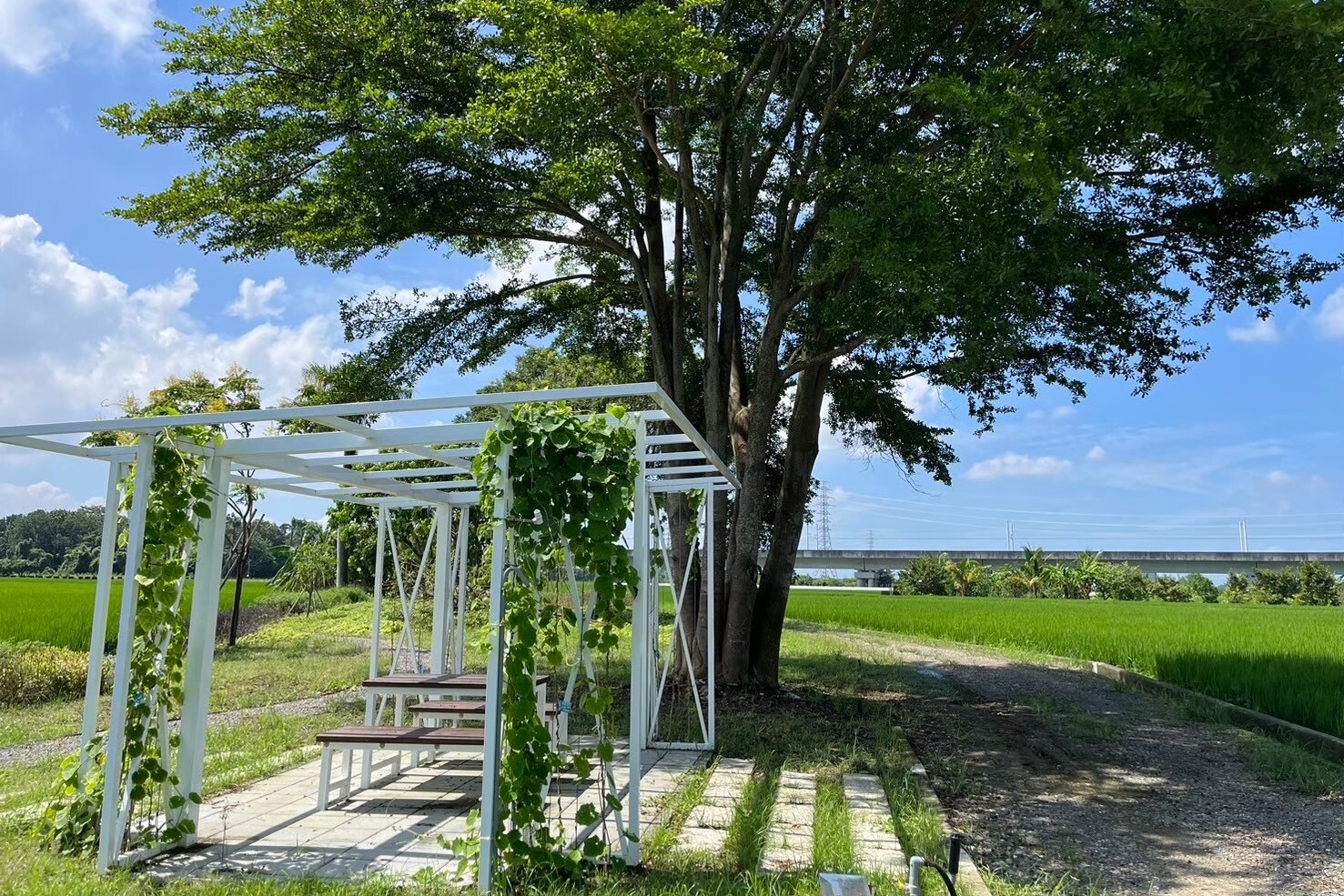 長短樹