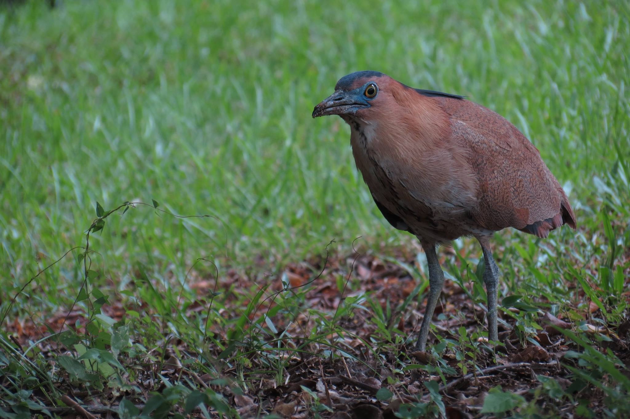 Birds on NCKU campus - Tiger Bittern ( Credit to Yi-Jun Huang)