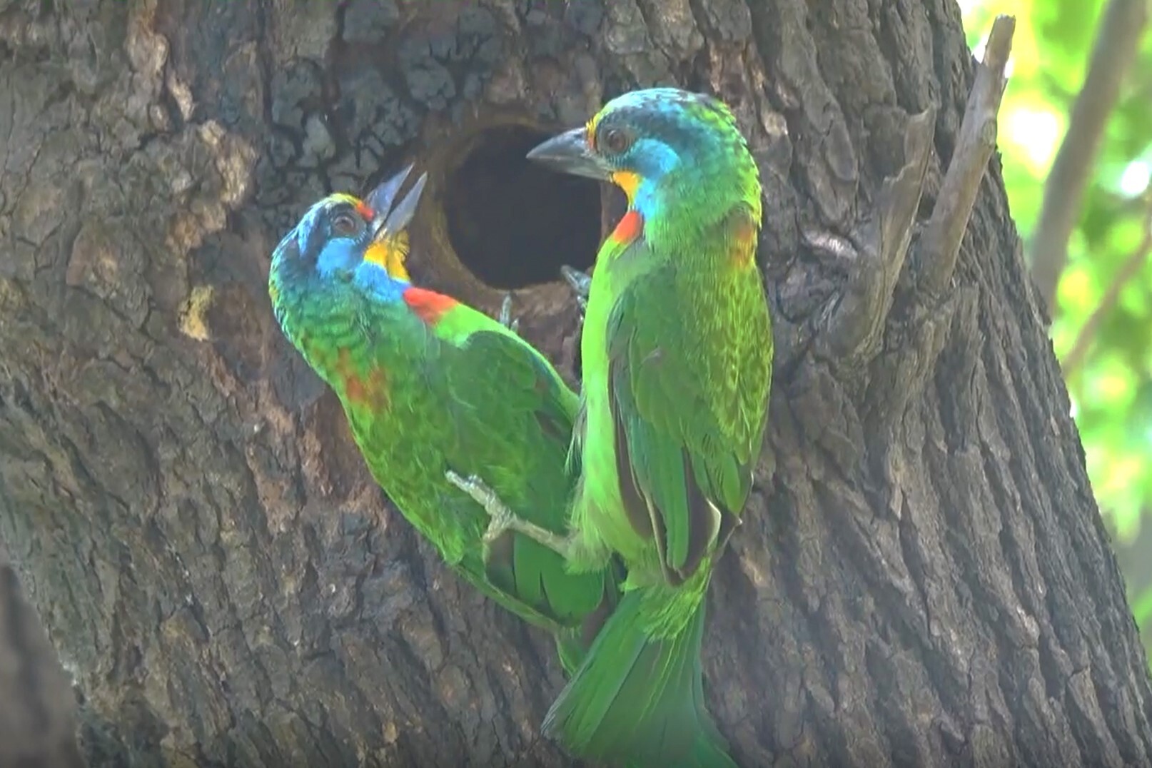 Birds on NCKU campus - Muller's Barbet.  (Credit to Hui-Ching Hsu)