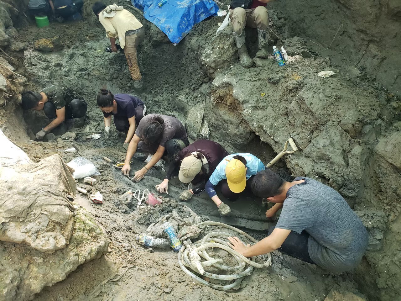 After 90 days of intensive excavation, the excavation team finally fully recovered the whale fossil in October this year.