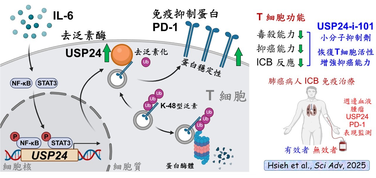 圖四:成大藥理學研究所所長王憶卿講座教授與生物科技與產業科學系洪建中特聘教授團隊,成功解析人體免疫反應中重要角色T細胞內的去泛素酶USP24,可調控免疫抑制蛋白PD-1穩定性的機制,提供發展新型免疫治療藥物的重要基礎。