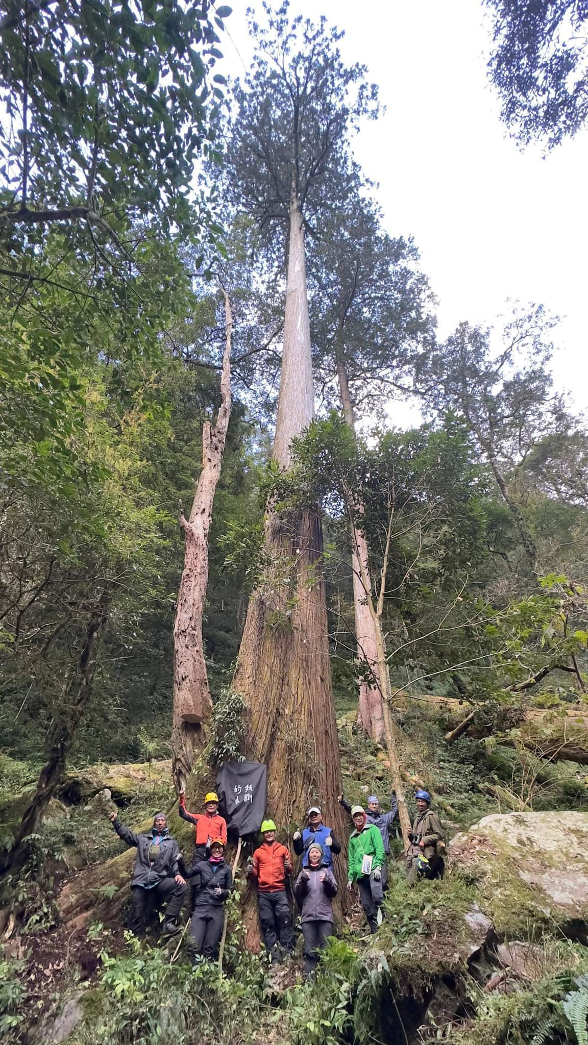 「大安溪倚天劍」巨木為台灣最高的樹