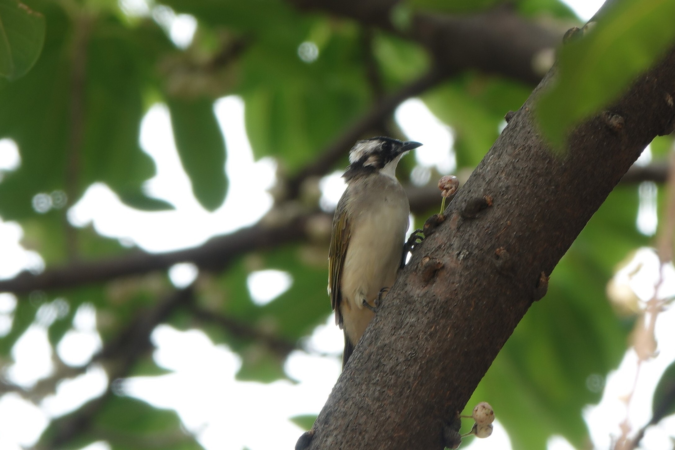 Birds on NCKU campus - Chinese Bulbul.