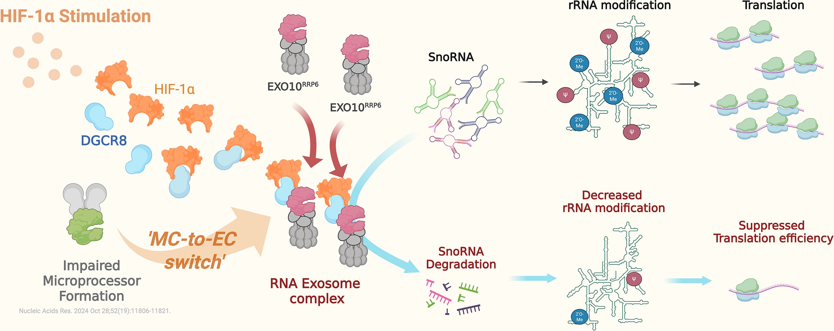 成大醫學檢驗生物技術學系陳百昇老師帶領的研究團隊，最新研究發現缺氧誘發因子HIF-1α除擔任轉錄因子外，還可在細胞核內「重塑」RNA代謝路徑，進而影響核糖體RNA修飾與蛋白質生產效率，為理解腫瘤在缺氧與生長刺激下的適應策略提供新視角
